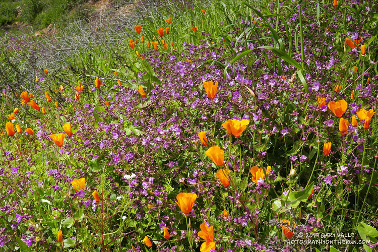 Blossoms of wishbone bush and California poppies along Danielson fire road.