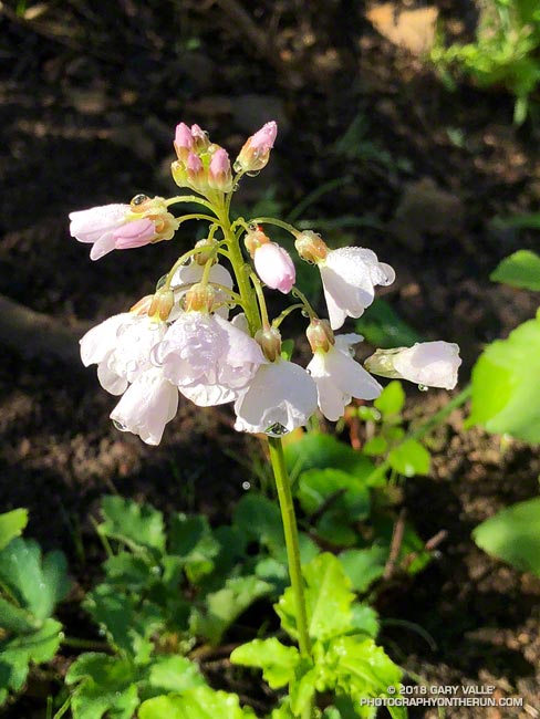 Milkmaids along the Serrano Canyon Trail. Wet weather in early January, followed by a false Spring, and then cold weather has  the wildflowers thoroughly confused.