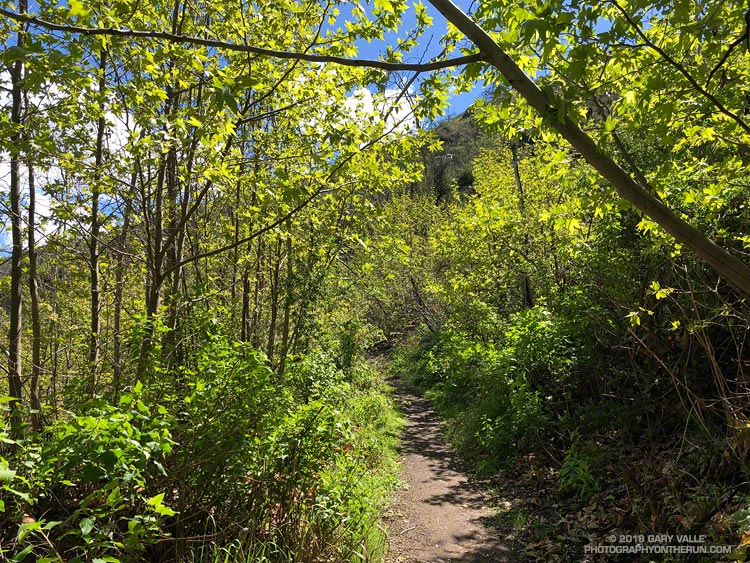 Sycamores and Spring growth along the Upper Sycamore Trail in Pt. Mugu State Park.