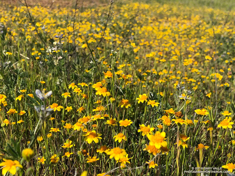 Goldfields (Lasthenia gracilis ) on Lasky Mesa. Upper Las Virgenes Open Space Preserve. April 9, 2018. The bloom of goldfields on Lasky Mesa was a little late, not as profuse as normal, and short-lived.