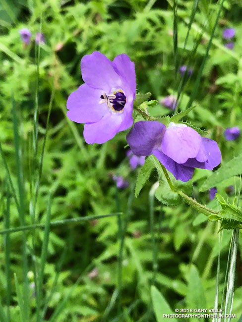 Blue Fiesta Flower (Pholistoma auritum) along the Phantom Trail. Malibu Creek State Park. April 28, 2018.