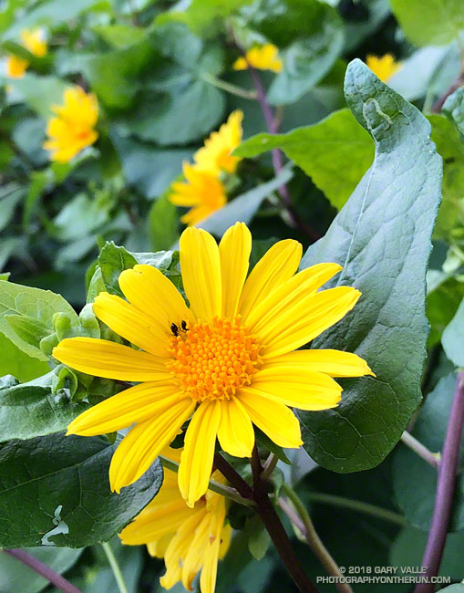 Canyon Sunflower (Venegasia carpesioides) along the Garapito Trail. Topanga State Park. April 21, 2018.