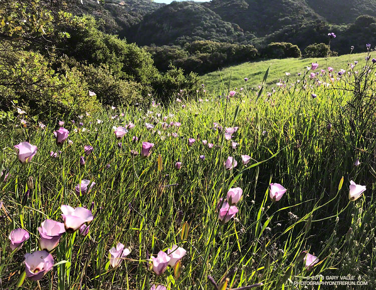 Catalina Mariposa Lilies (Calochortus catalinae) along the Musch Trail. Topanga State Park. April 21, 2018.