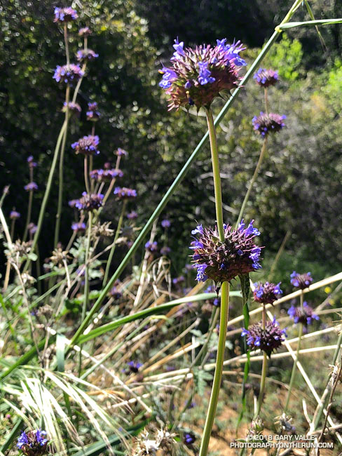 Chia (Salvia columbariae) along the Garapito Trail. Topanga State Park. April 21, 2018.