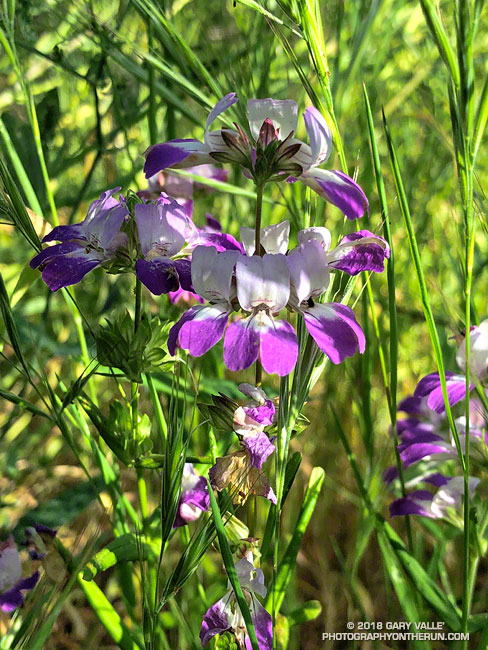 Collinsia (Collinsia heterophylla) along the Phantom Trail. Malibu Creek State Park. April 28, 2018.