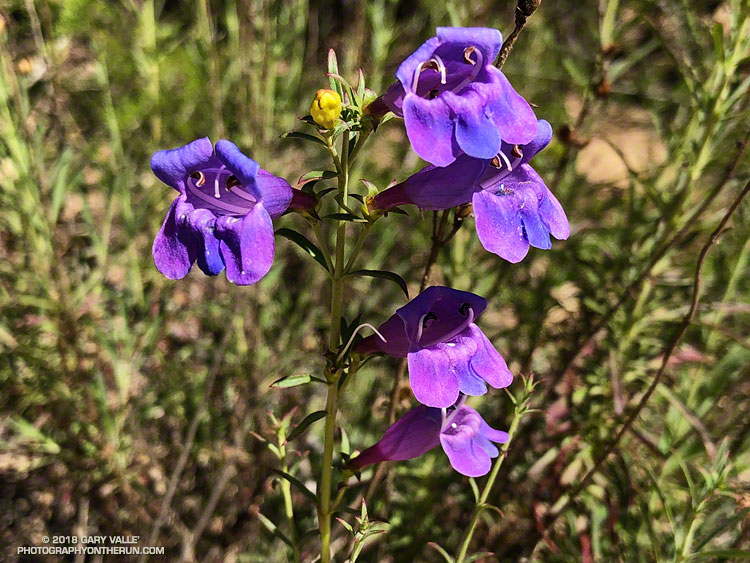 Foothill Penstemon (Penstemon heterophyllus var. australis) along upper Las Virgenes Canyon Rd. Upper Las Virgenes Canyon Open Space Preserve. May 9, 2018.
