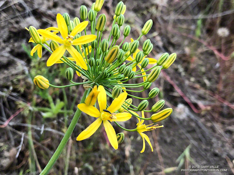 Goldenstar (Bloomeria crocea) along East Las Virgenes Canyon Rd. Upper Las Virgenes Canyon Open Space Preserve. May 2, 2018.