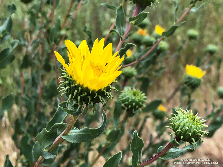 Gumplant (Grindelia camporum) along East Las Virgenes Canyon Rd. Upper Las Virgenes Canyon Open Space Preserve. May 2, 2018.