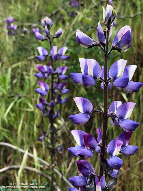 Lupine along Cheeseboro Ridge Trail. Looks like arroyo lupine (Lupinus succulentus). May 2, 2018.