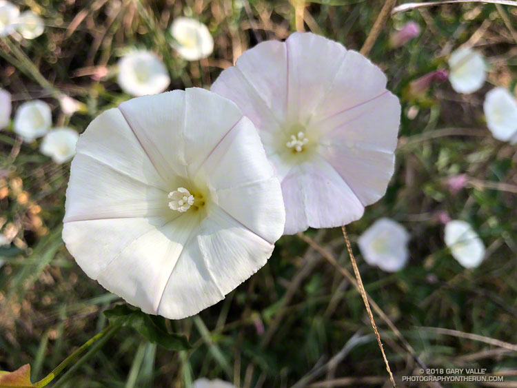 Morning Glory along the Garapito Trail. Topanga State Park. April 21, 2018.