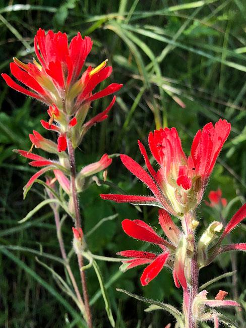 Coast Paintbrush (Castilleja affinis) along the Phantom Trail. Malibu Creek State Park. April 28, 2018.
