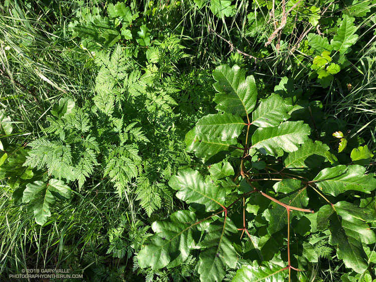 Poison Hemlock and Poison Oak along the Forest Trail. Malibu Creek State Park. April 28, 2018.