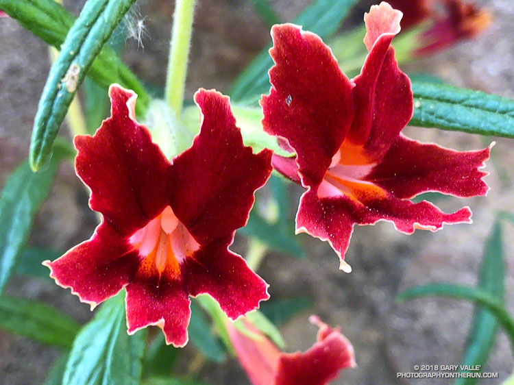 Scarlet Bush Monkeyflower ( Mimulus aurantiacus var. puniceus (Nutt.) D. M. Thomps.) at Stoney Point. April 29, 2018.