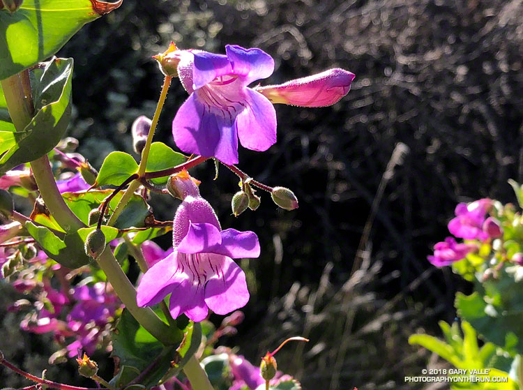 Showy Penstemon (Penstemon spectabilis) on the Musch Trail. Topanga State Park. April 21, 2018.
