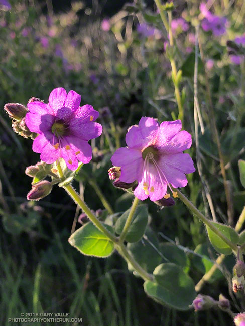Wishbone Bush (Mirabilis laevis) along the Garapito Trail. Topanga State Park. March 25, 2018. Wishbone Bush was one of the winners in this year's unusual rain season. It's growth has been robust, and it has been in bloom for several months.
